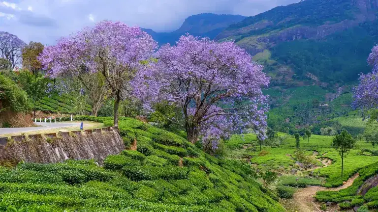 Munnar Kerala Trip