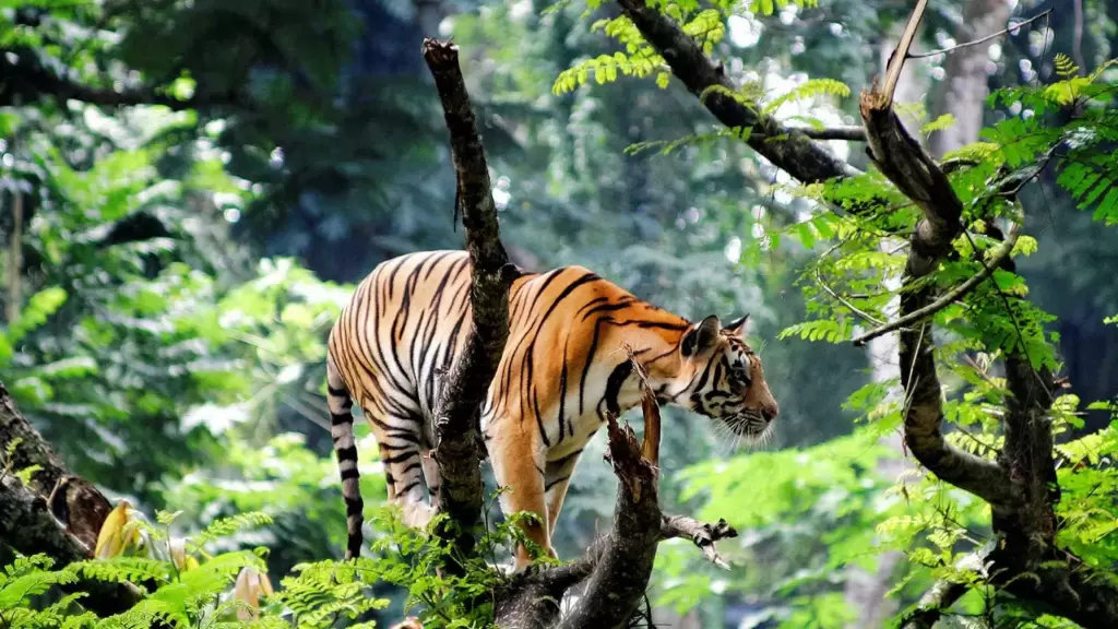 Thekkady Kerala Travels