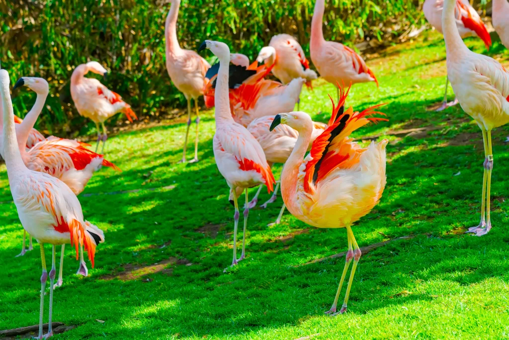 Singapore Zoo