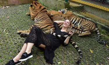 Tiger Kingdom